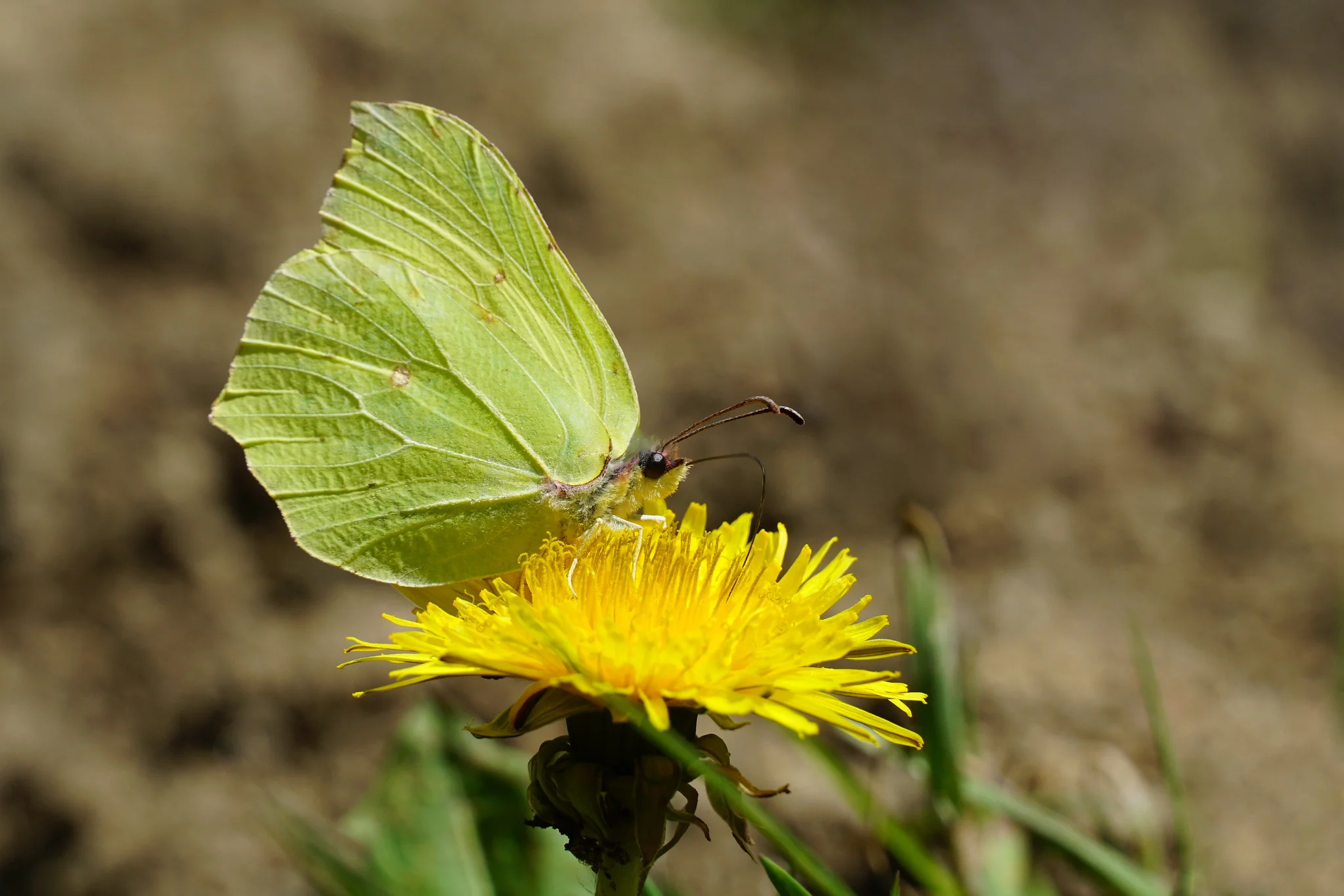 Citronfjäril