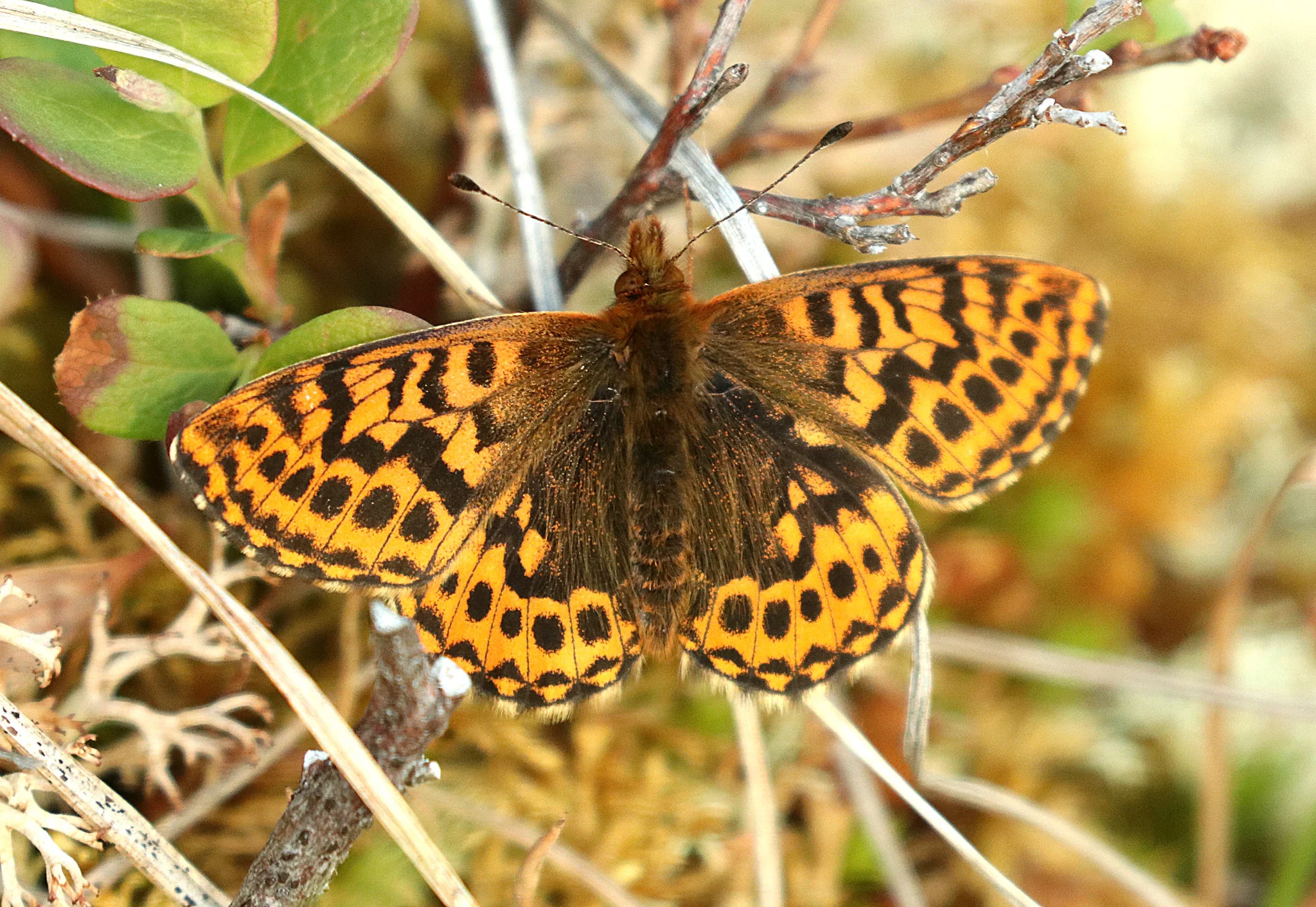 Frejas pärlemorfjäril