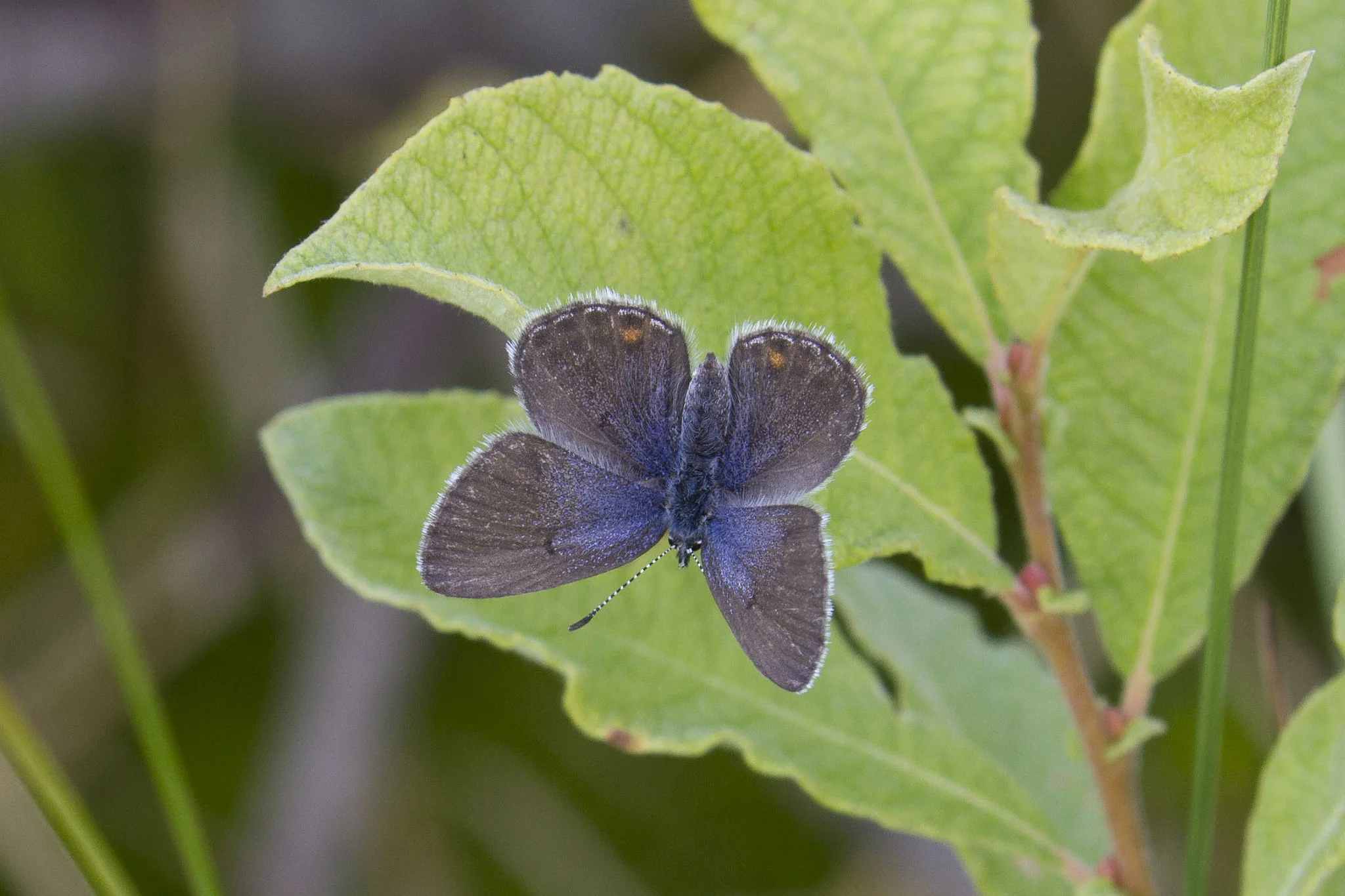 Violett blåvinge