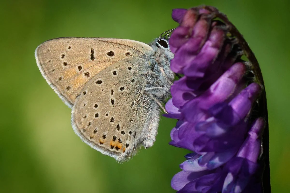Violettkantad guldvinge