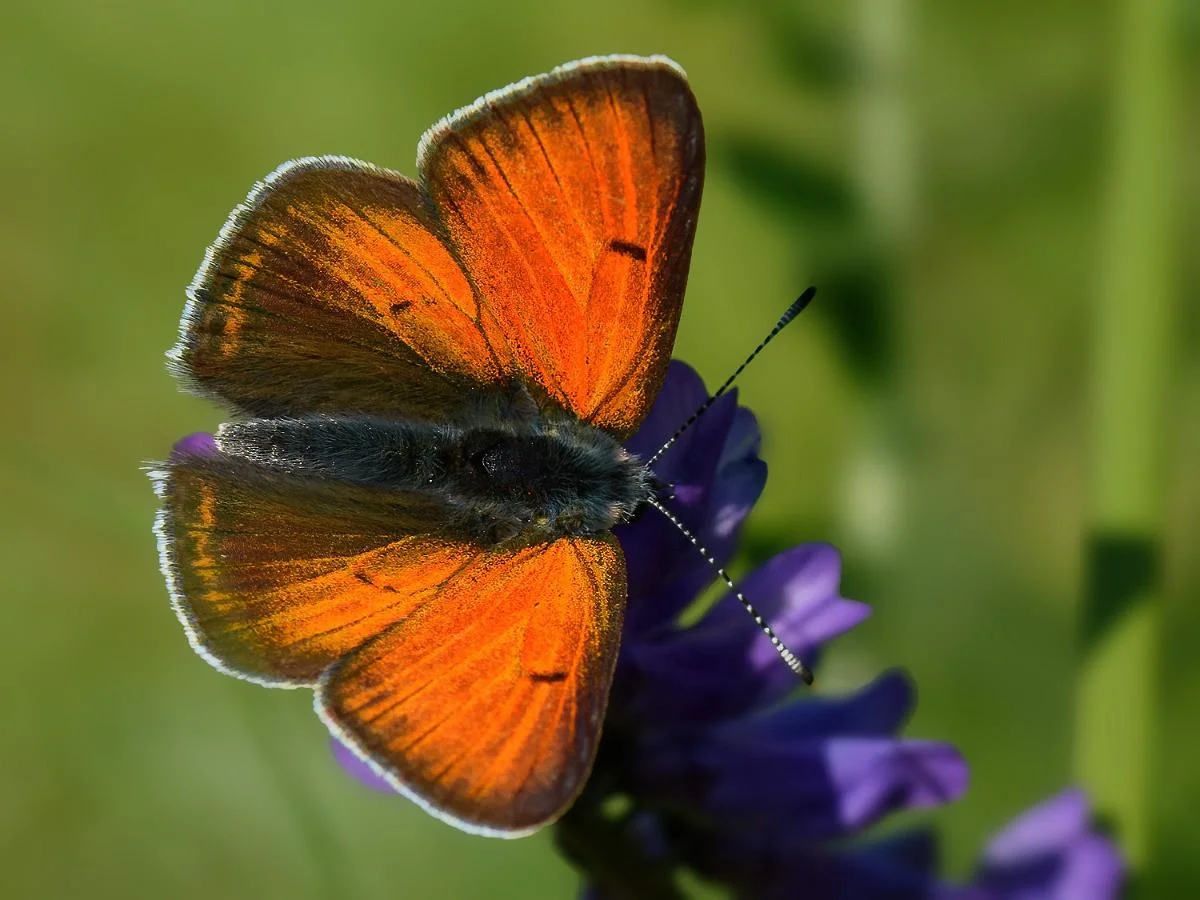 Violettkantad guldvinge