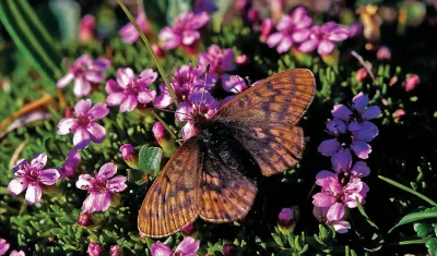 Dvärgpärlemorfjäril