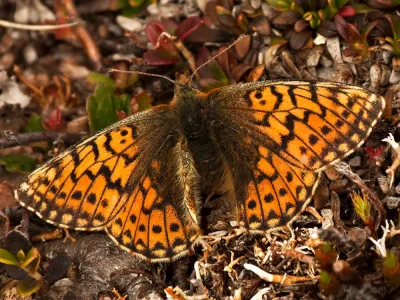 Fjällpärlemorfjäril