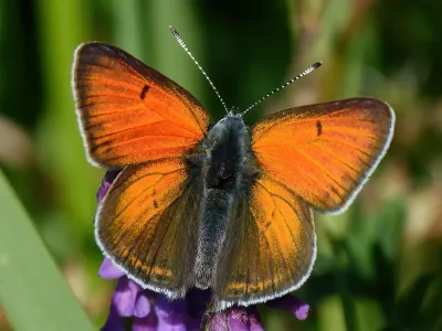 Violettkantad guldvinge
